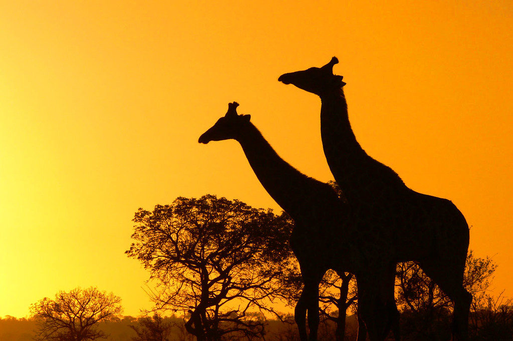 sudafrica3
