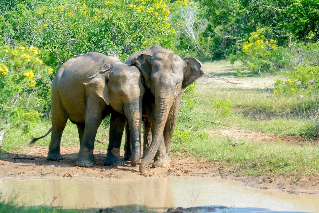 sri-lanka-yala-coppia-elenfanti-selvaggi-nel-parco-nazionale-1920×1280-19700