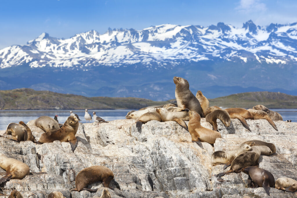 Argentina Ushuaia sea lions on island at Beagle Channel