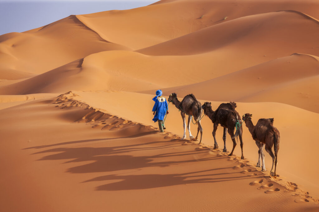 Young Tuareg with camels on Western Sahara Desert in Africa